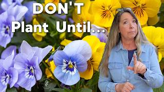12 Things to Know About Pansies Before You Plant Them Guide