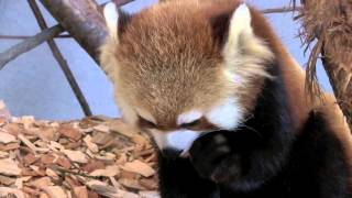 ガラスを舐めるギン~Red Panda licking the glass