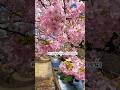 ซากุระสวยๆ #travel #fujinomiya #ชนบทญี่ปุ่น กับเสียงน้ำไหล มันฮีลใจสุดๆ