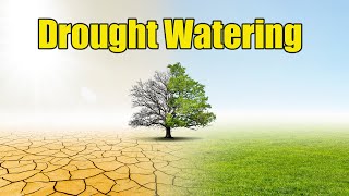Bermuda Lawn Watering Schedule During Droughts