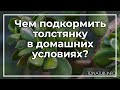 Чем подкормить толстянку в домашних условиях? | toNature.Info