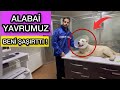 ALABAİ YAVRUMUZ BENİ ŞAŞIRTTI !