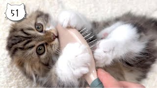 Our cute cat got angry when she was brushed while playing with balls. Elle video No.51 by Cute Kitten Elle 1,007 views 5 days ago 2 minutes, 56 seconds