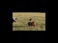 Hyenas attack lion