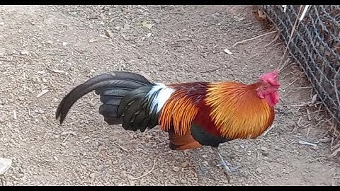 ขายไก่ป่าf3ขันดีมาก muag qaib qus phaum3 qua zoo heev