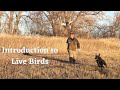 The Best Way to Introduce Your Dog to Live Birds