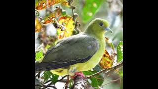 Tiếng chim cu xanh