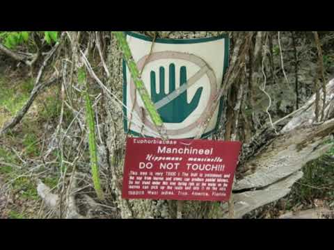 10 most dangerous trees in Africa