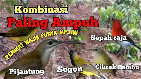 Suara Pikat Kombinasi Pijantung Sogon Cikrak Bambu Sepah Raja Dijamin Ampuh