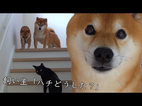 苦手な階段を何度も登る柴犬、子猫のためかと思ったら…