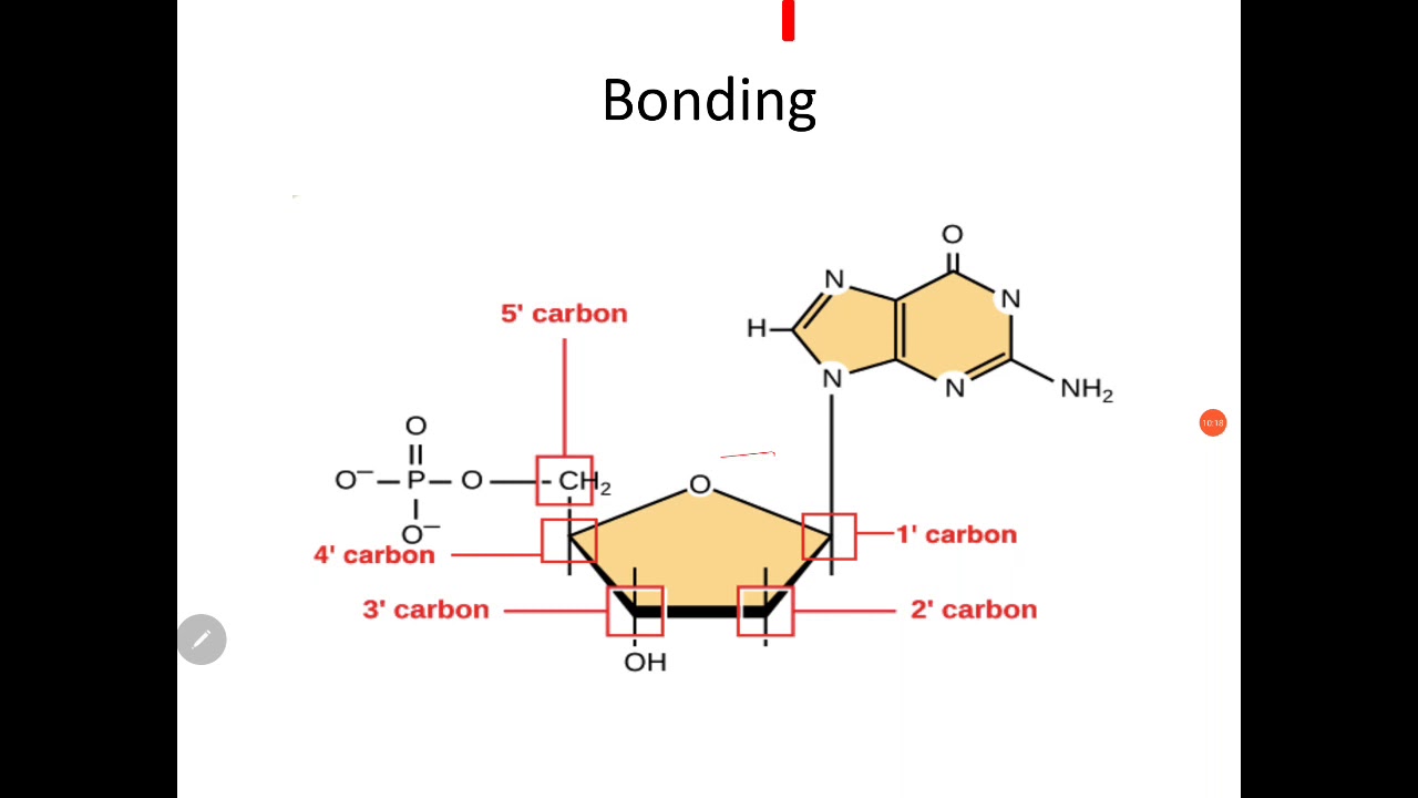 what is the function of nucleic acids what is the function of nucleic acids