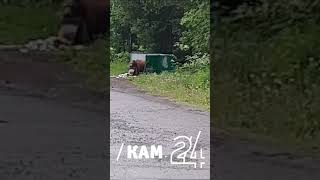 На Камчатке медведь забрел на детскую площадку у спортивной школы - 2