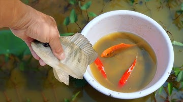 Giải cứu những chú cá rô bị mắc cạn và tìm bắt nhiều cá vàng ở vũng nước nông#cávàng #concá #fishing