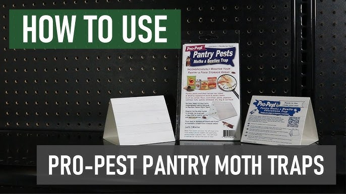 Which Pantry Moth Trap Works Best? Terro vs Raid Traps Overview and Results  #Terro #Raid 