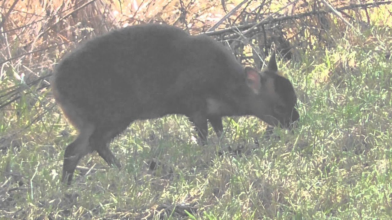 Muntjac Deer Pet Uk - Pet's Gallery