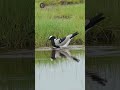 Abibe ferreiro da África #animals #birds #wildlife