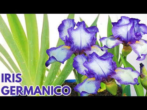 Video: HtCuidado del iris barbudo: aprenda sobre el cultivo de flores de iris barbudo