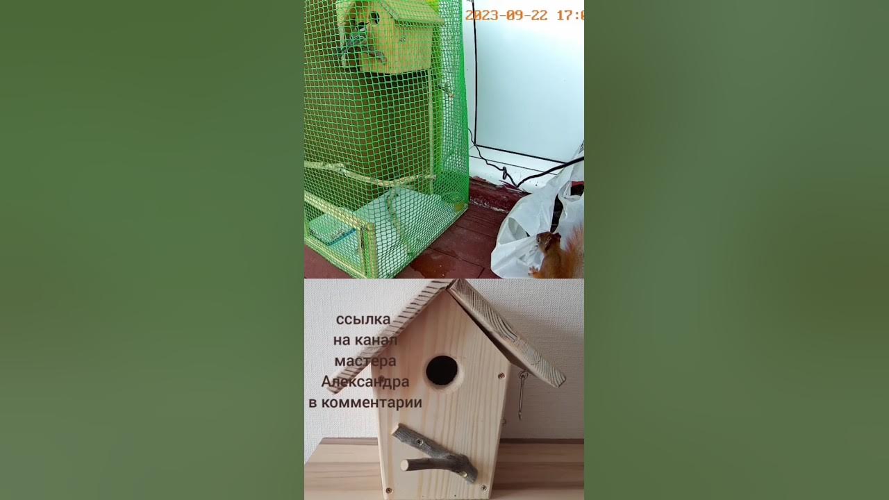 Синичник🌱скворечник своими руками🌱белка🌱синица - YouTube