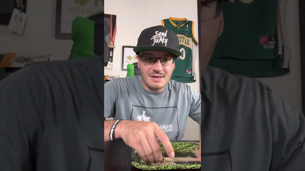 Bunny Moon Magic Weed Review Ft The Muffin Queen Strain