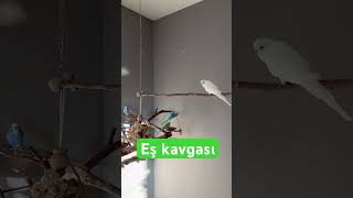 Muhabbet Kuşu Eş Kavgası