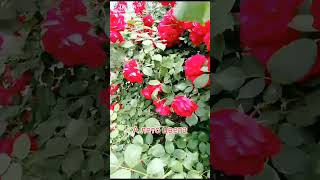 Юра Шатунов/какого же цвета лето/28.05.24г.❤️❤️❤️🌹🌹🌹💥🌈🌍🎵