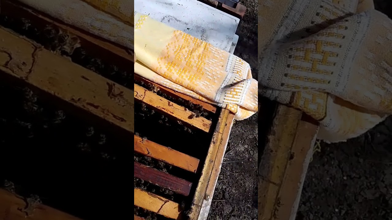 Нозема церана это или нет.  Ваше мнение. Ч.  2.