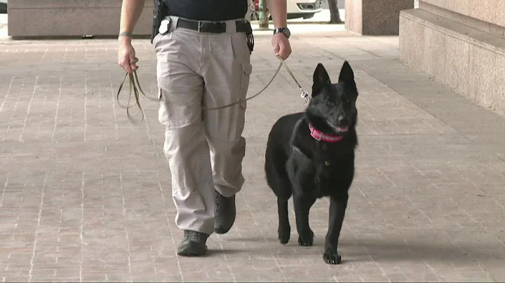 Cleveland police introduce emotional support K9 officer: Meet Moose