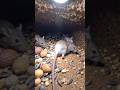 Field Mouse POV: Inside a Hidden Underground Colony 🐭 | Real Micro Camera Experiment #ai #shorts