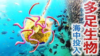 多足生物を数百匹の魚群の中に投下した結果