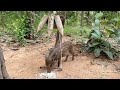 Best Creative Wild Pig Trap#animaltrap #shortvideo