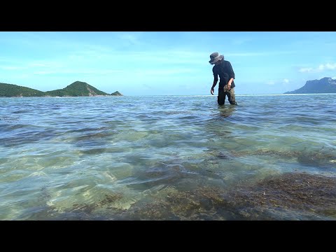 วีดีโอ: วิธีเอาตัวรอดบนเกาะ