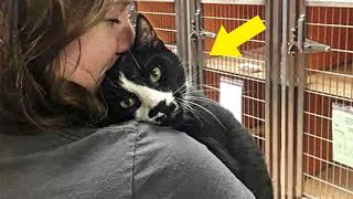 Shelter Cat Cuddles All The People And Asks To Be Adopted