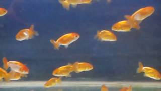 Ranchus Goldfish