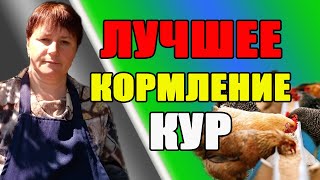 Лучшее КОРМЛЕНИЕ кур.