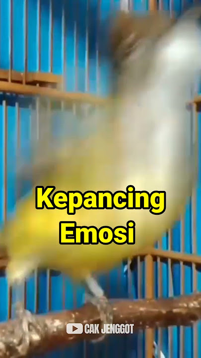 KEPANCING EMOSI CUCAK JENGGOT GACOR‼️ #cucakjenggot