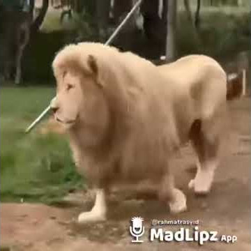 Video lucu  singa bilang saur