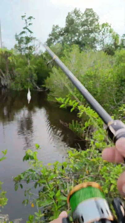 Download lagu casting ikan gabus #mancing #mancingceria #fishing #mancingmantap #mancingmania #belajarmancing