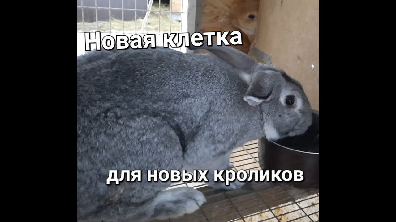 Обзор новой клетки для новых кроликов/Ферма в лесу
