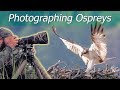 OSPREYS at the Nest | Bird Photography | Nikon Z7 + 500mm f/5.6E PF VR