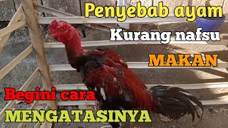 Wajib Ketahui. Penyebab Ayam Kurang Nafsu Makan Dan Cara Mengatasinya