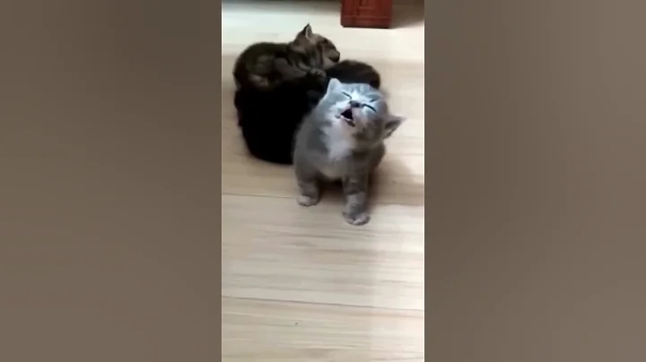 Video 11000491: cat funnycats, cat dog fails, cat dog show, cat dog playing, funny cat