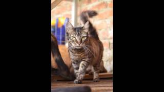 Коты, кошки и котята из Краснодарского приюта ищут хозяев Коты, кошки и котята из Краснодарского приюта ищут хозяев