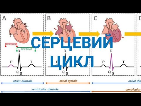 Серцевий цикл