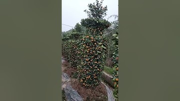 Có rất ít Quất Lục Bình Tết 2022. Vì rất tốn công uốn.