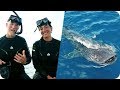 Paul Nicklen &amp; Cristina Mittermeier Invite You to Swim with Whale Sharks // Omaze