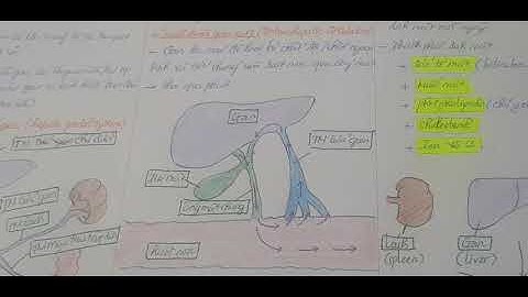 Sinh lý tiêu hoá 4 - Sinh lý gan | Human physiology