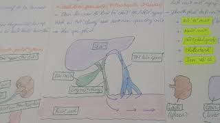 Sinh lý tiêu hoá 4 - Sinh lý gan | Human physiology
