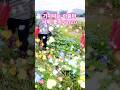 가지 따는 아줌마 Ver2 0 가지 따는 아줌마 Ver2 0