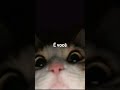 #cat#tolaugh