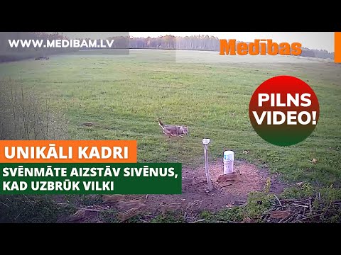 Video: Vilku Viskijs Izlaiž Jaunāko Izteicienu, Ko Sauc Par Ziemas Skrējienu